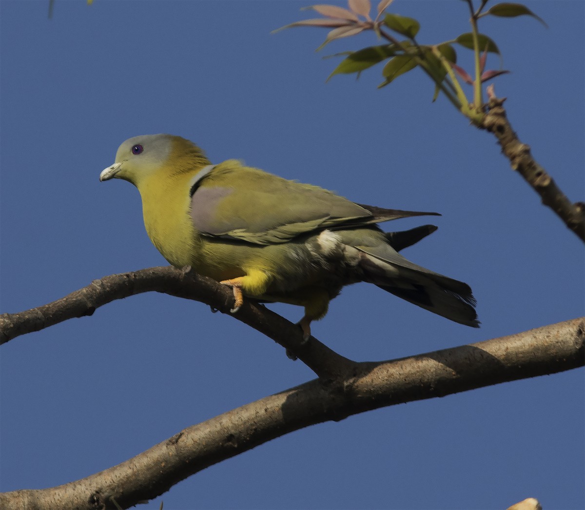 Yellow-footed Green-Pigeon - ML316574991