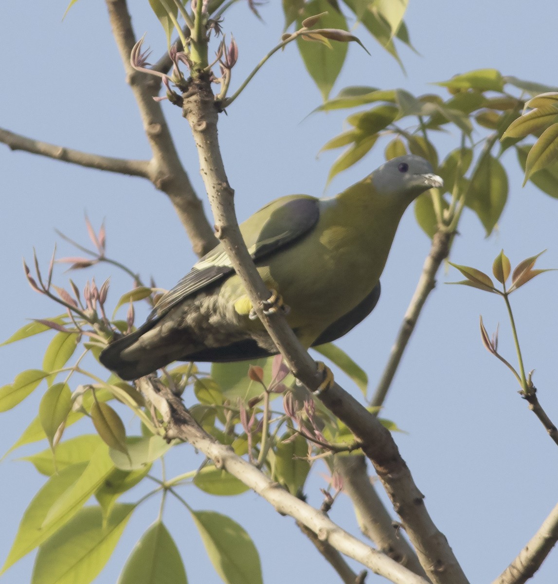 Yellow-footed Green-Pigeon - ML316575001
