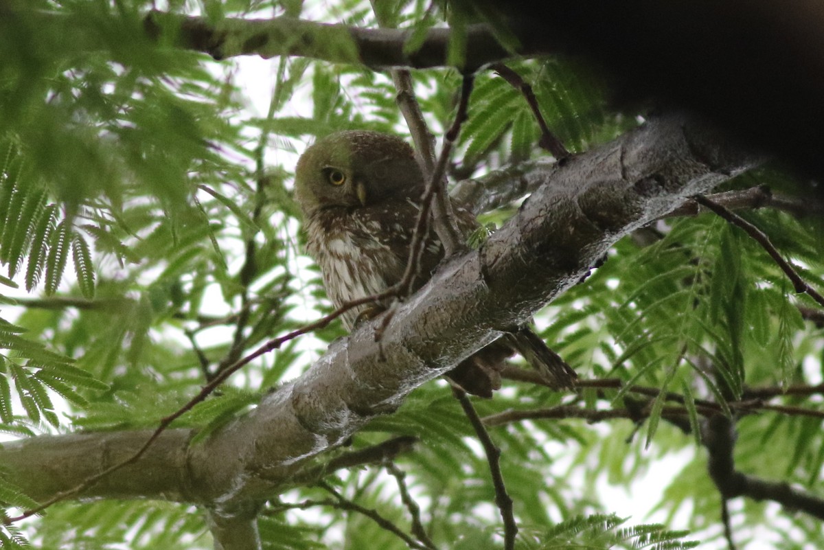 Pearl-spotted Owlet - ML316576041