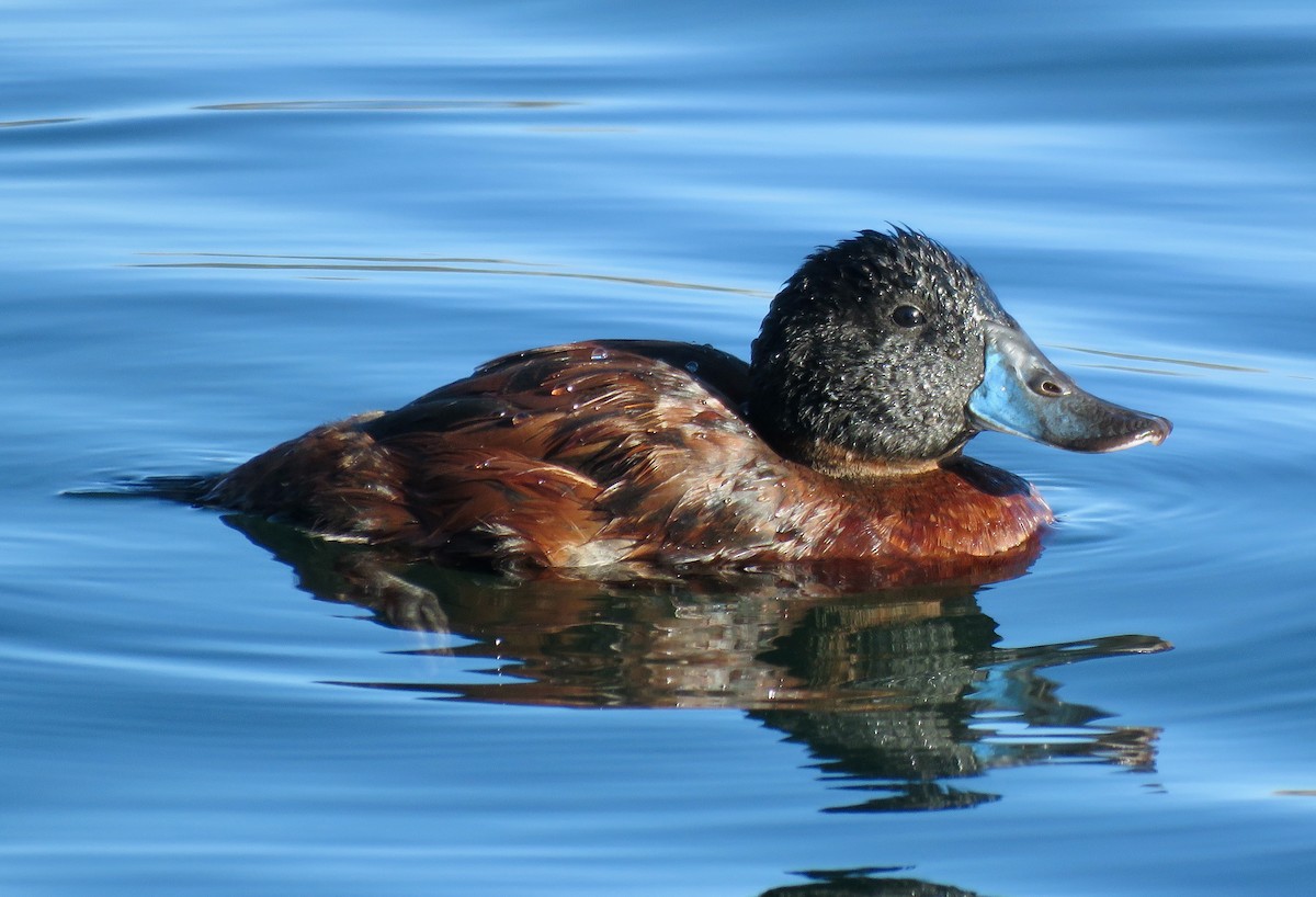Andean Duck - ML316577241