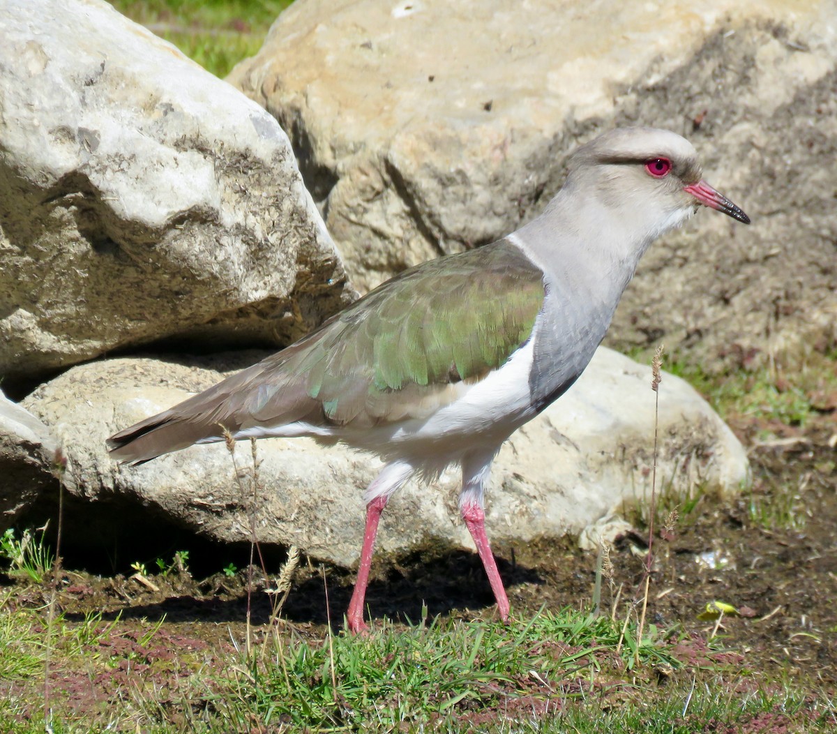 Andean Lapwing - ML316579531