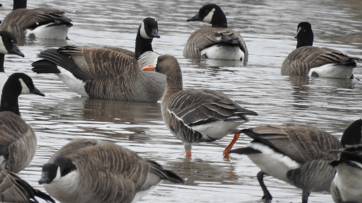 Greater White-fronted Goose - Mickey Scilingo