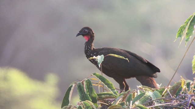 Crested Guan - ML316581721