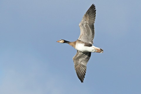 File:Greylag goose feathers - geograph.org.uk - 1235789.jpg - Wikipedia