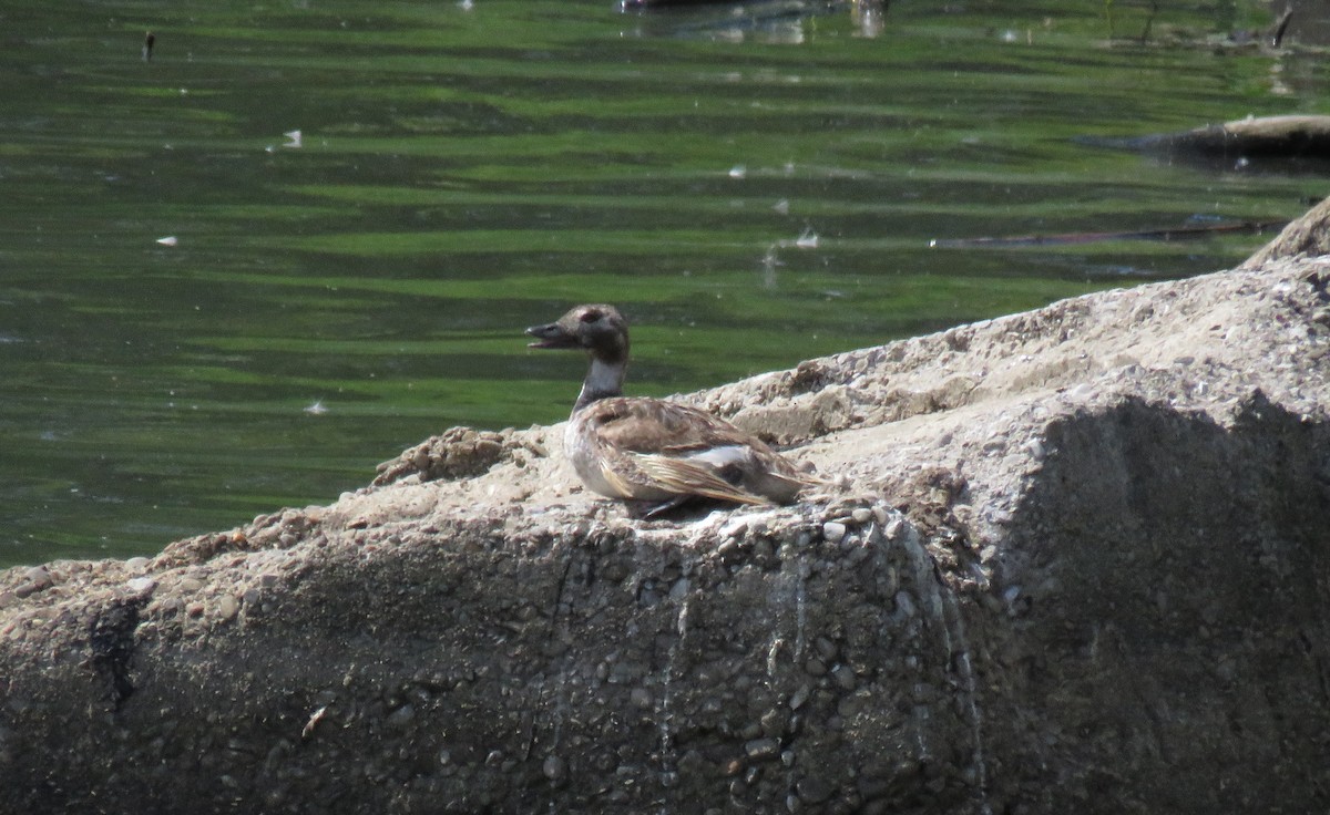 Long-tailed Duck - Dan J. MacNeal