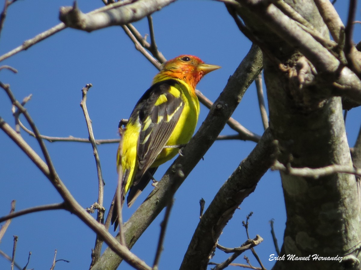 Western Tanager - ML316584471