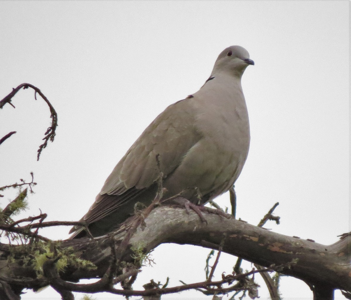 Eurasian Collared-Dove - Matthew Hunter