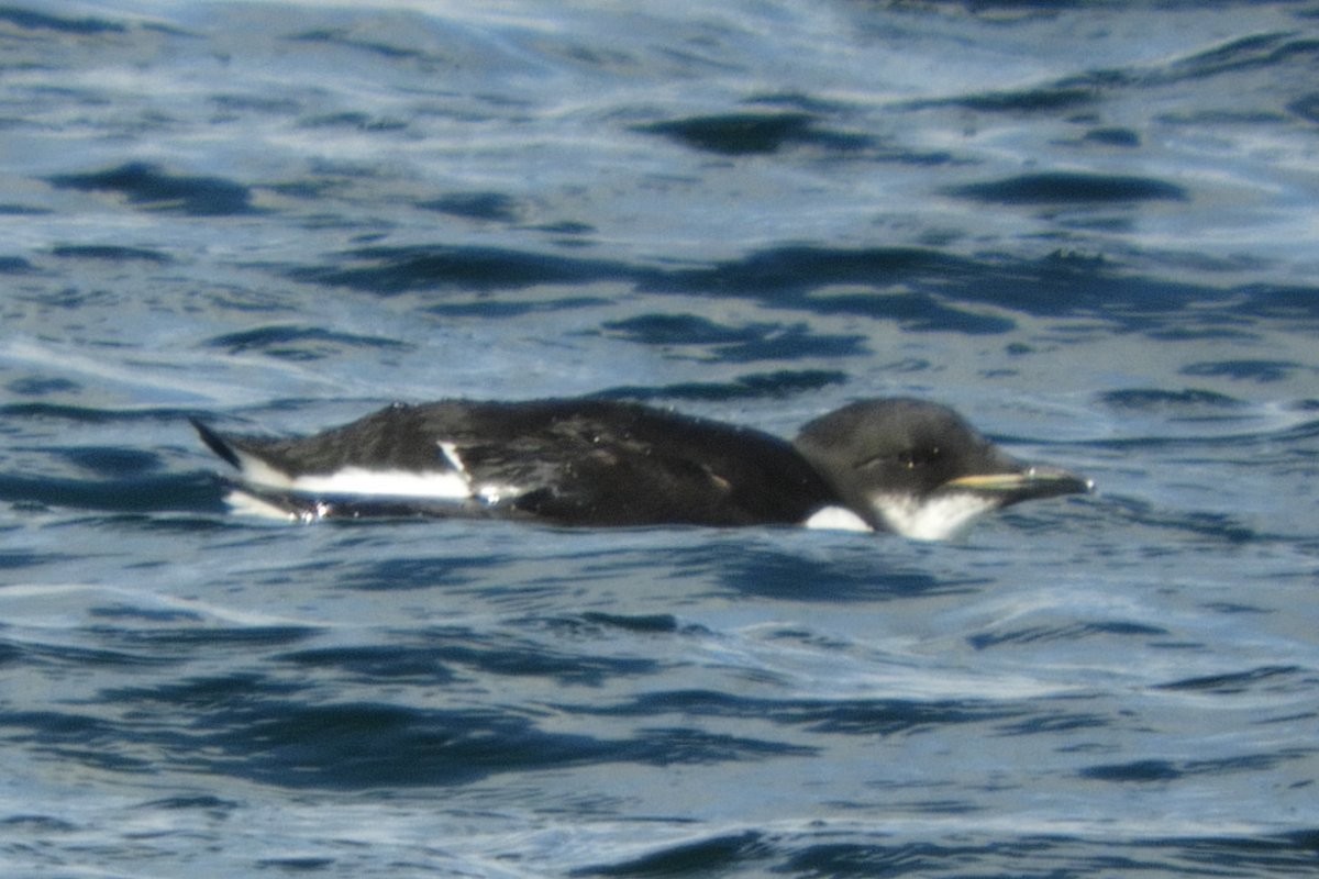 Thick-billed Murre - ML316589081