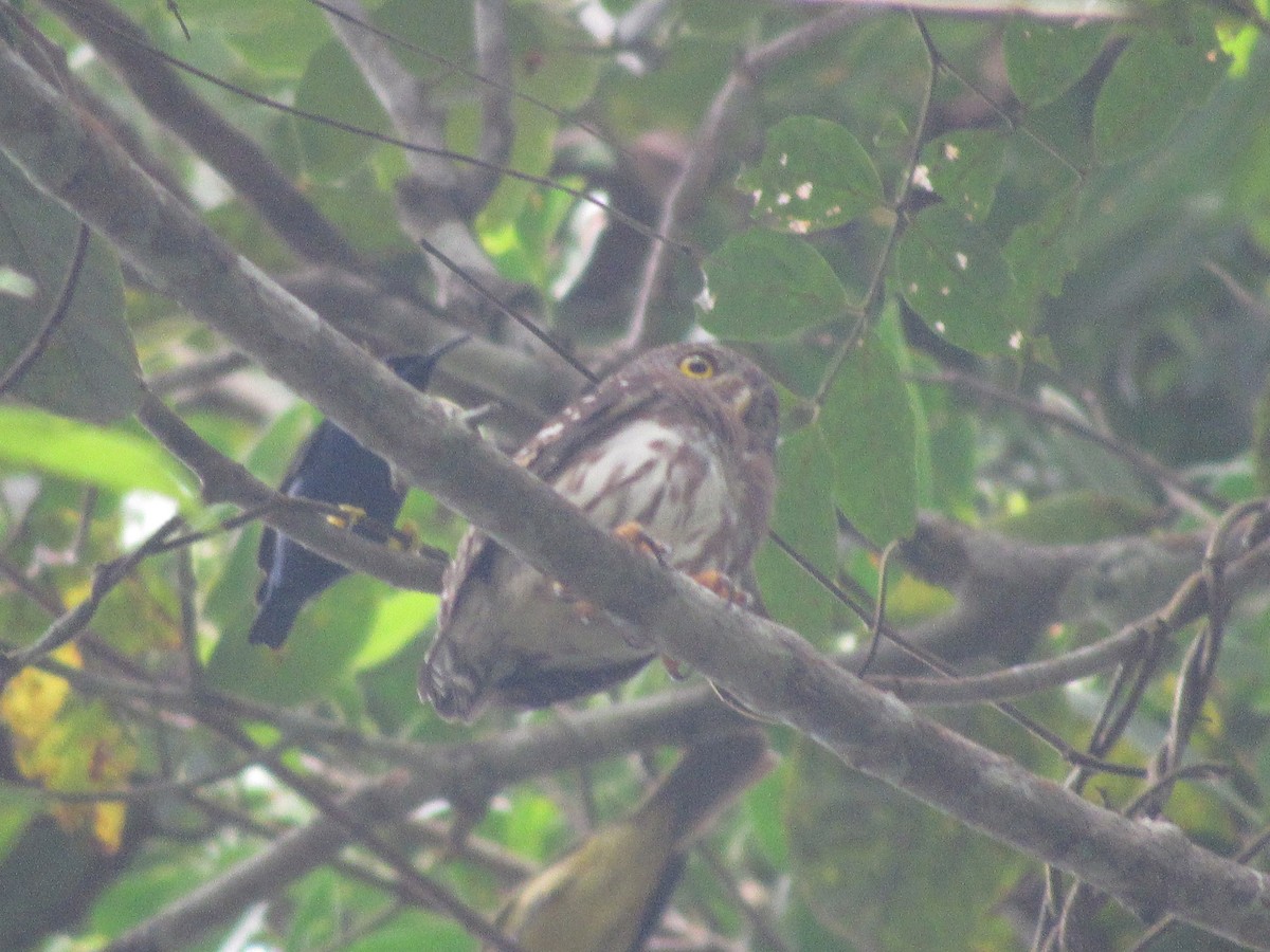 Central American Pygmy-Owl - ML316590331