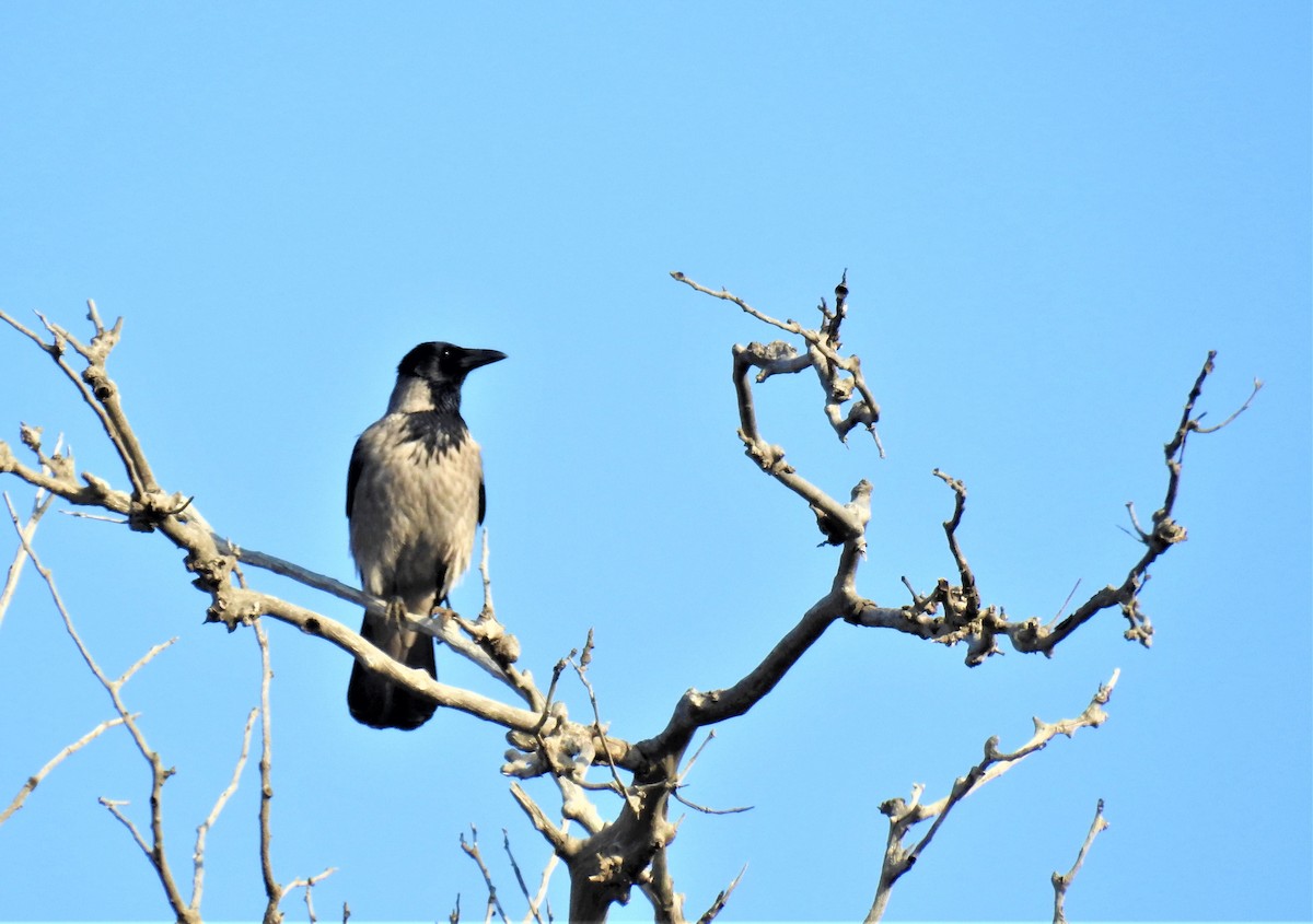 Hooded Crow - Güneş Deniz Yıldırım