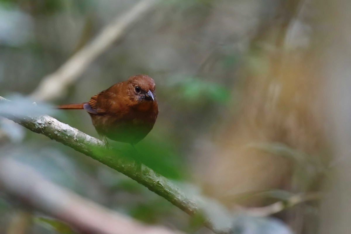 Red-throated Ant-Tanager (Salvin's) - Timo Mitzen