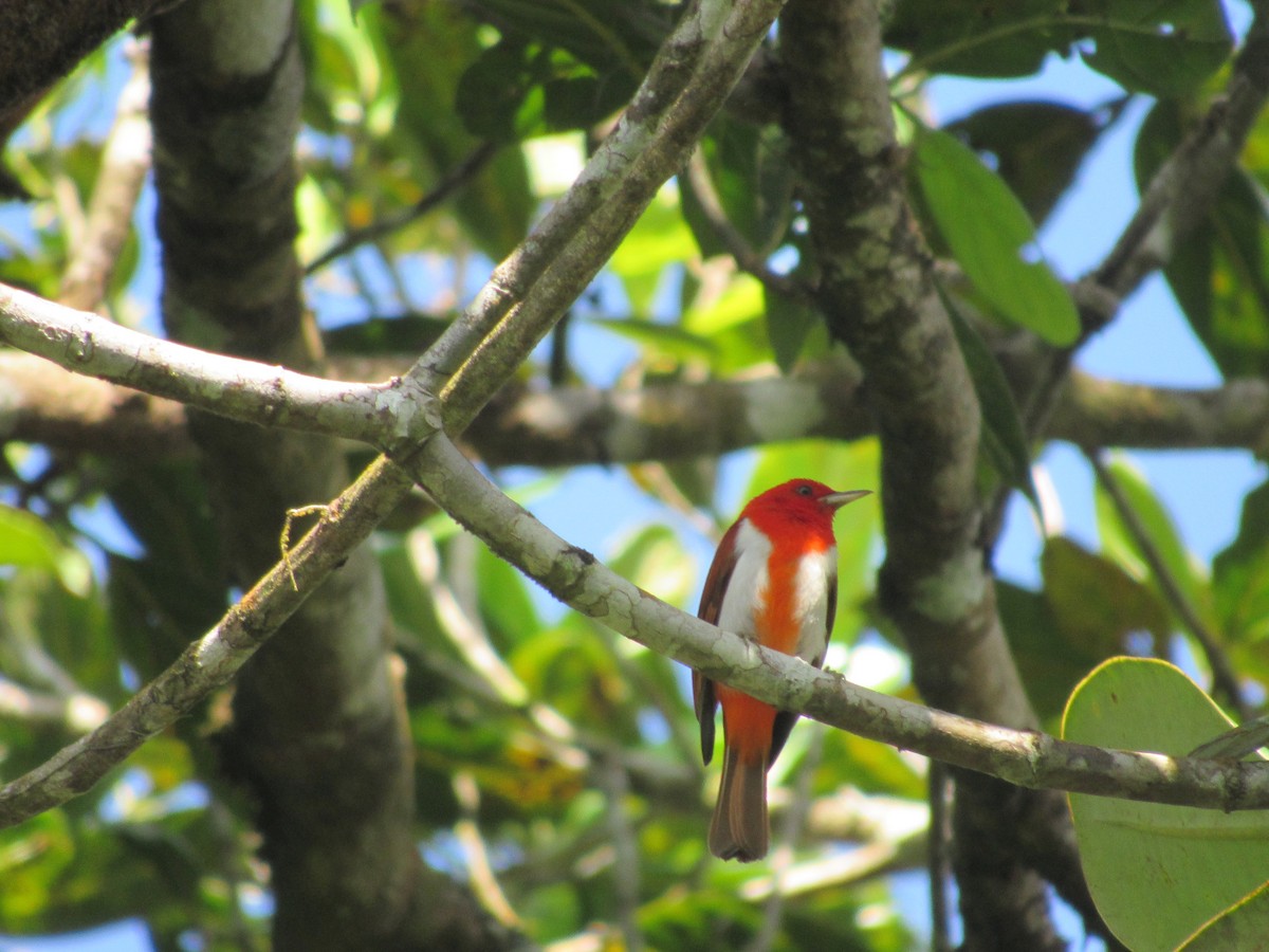 Scarlet-and-white Tanager - ML316596961