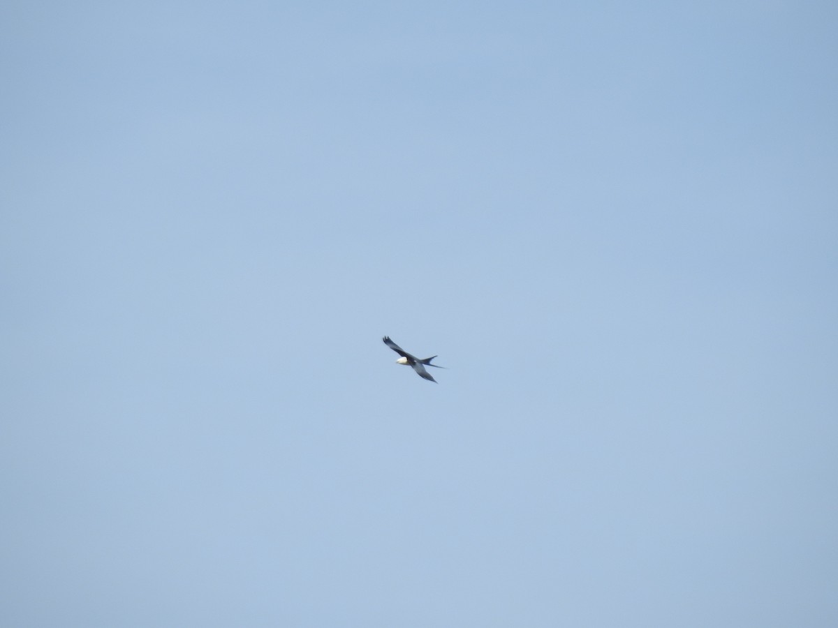 Swallow-tailed Kite - ML316599471