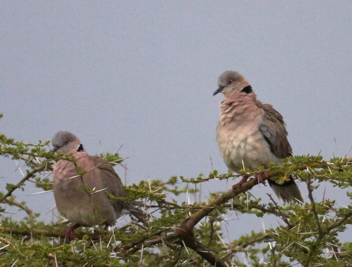 Mourning Collared-Dove - Brooke Miller
