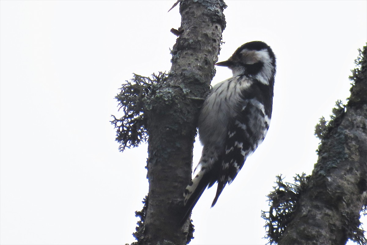 Lesser Spotted Woodpecker - Örjan Sjögren