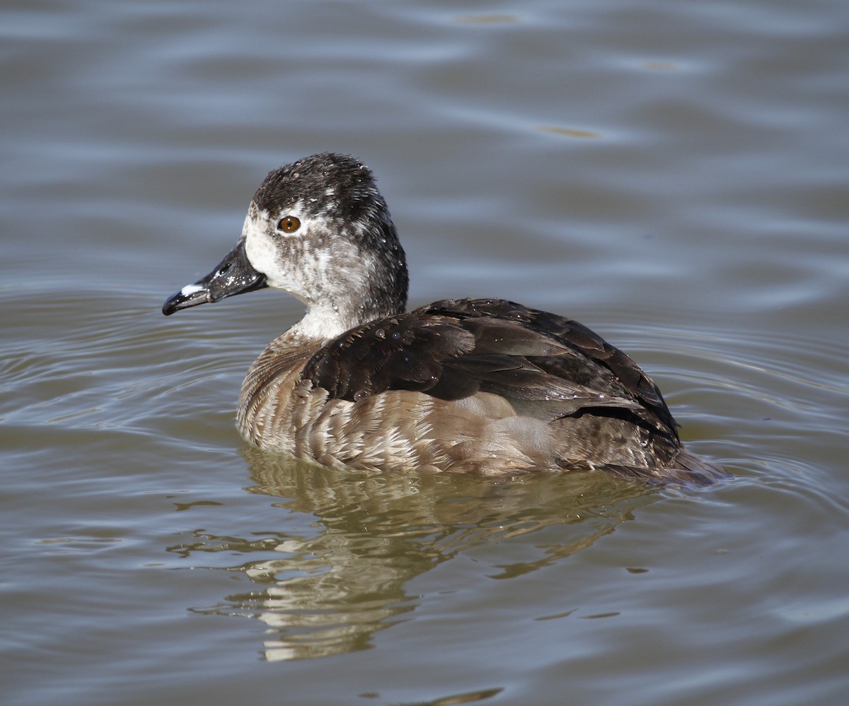 Ring-necked Duck - ML316604201