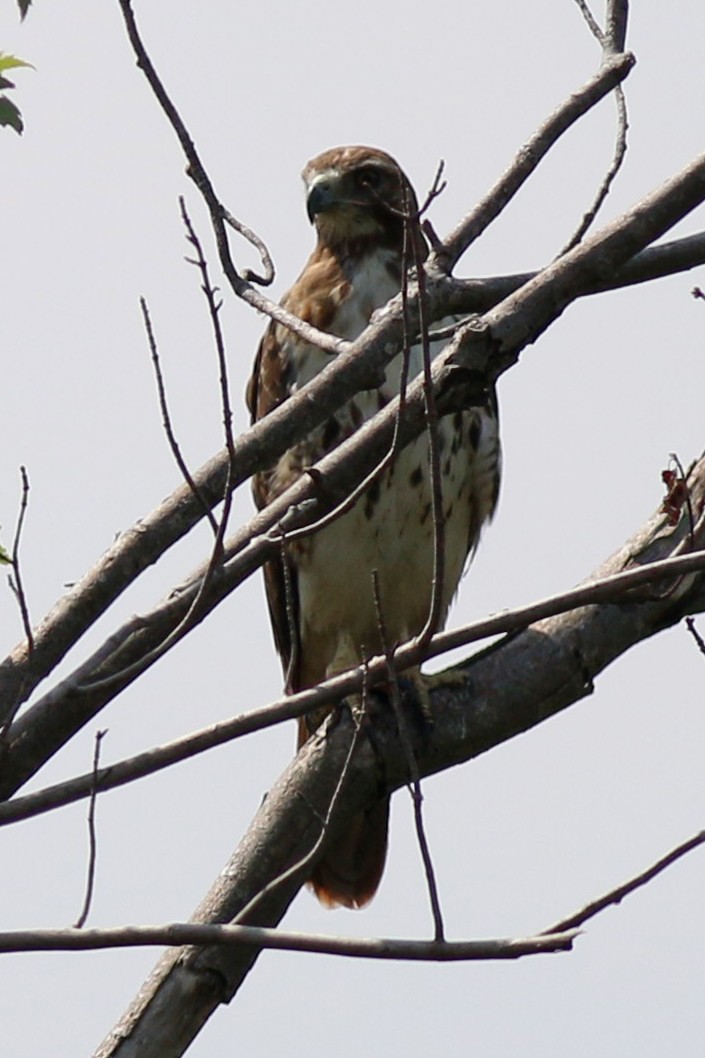 Red-tailed Hawk - Dick Plambeck