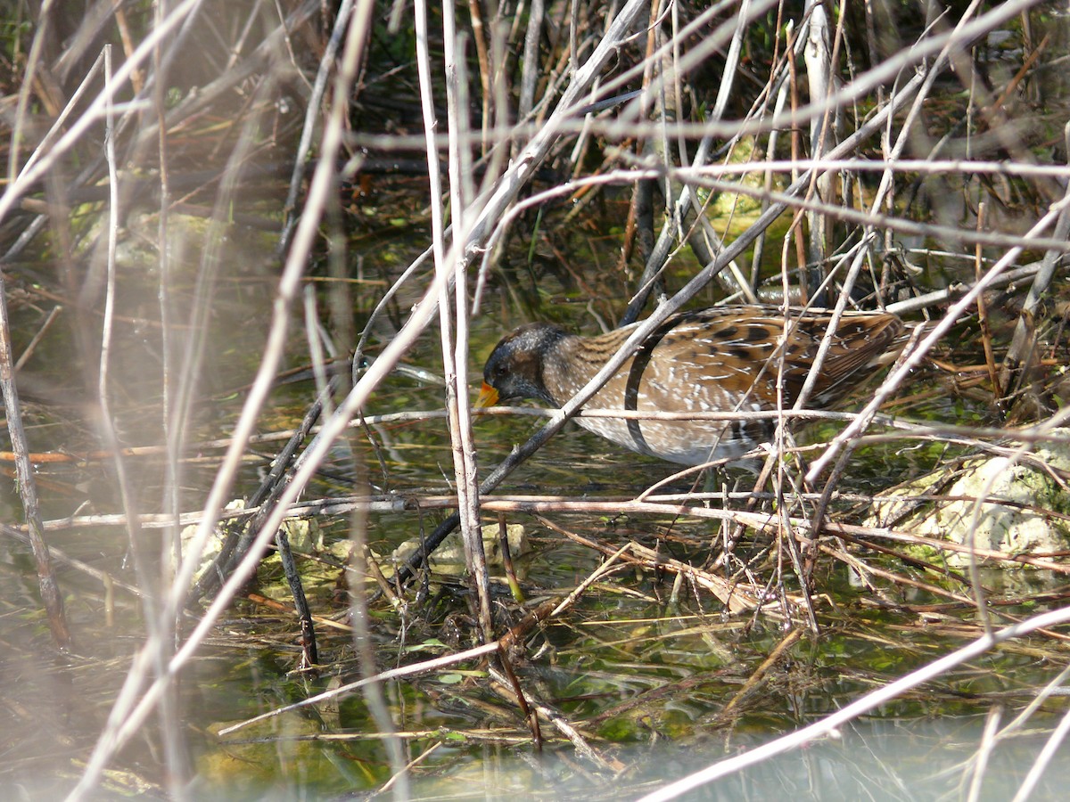 Spotted Crake - ML316606861
