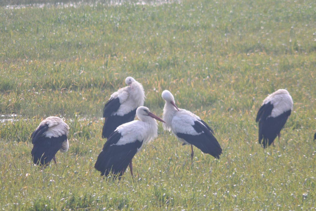 White Stork - Metin Güzeliş
