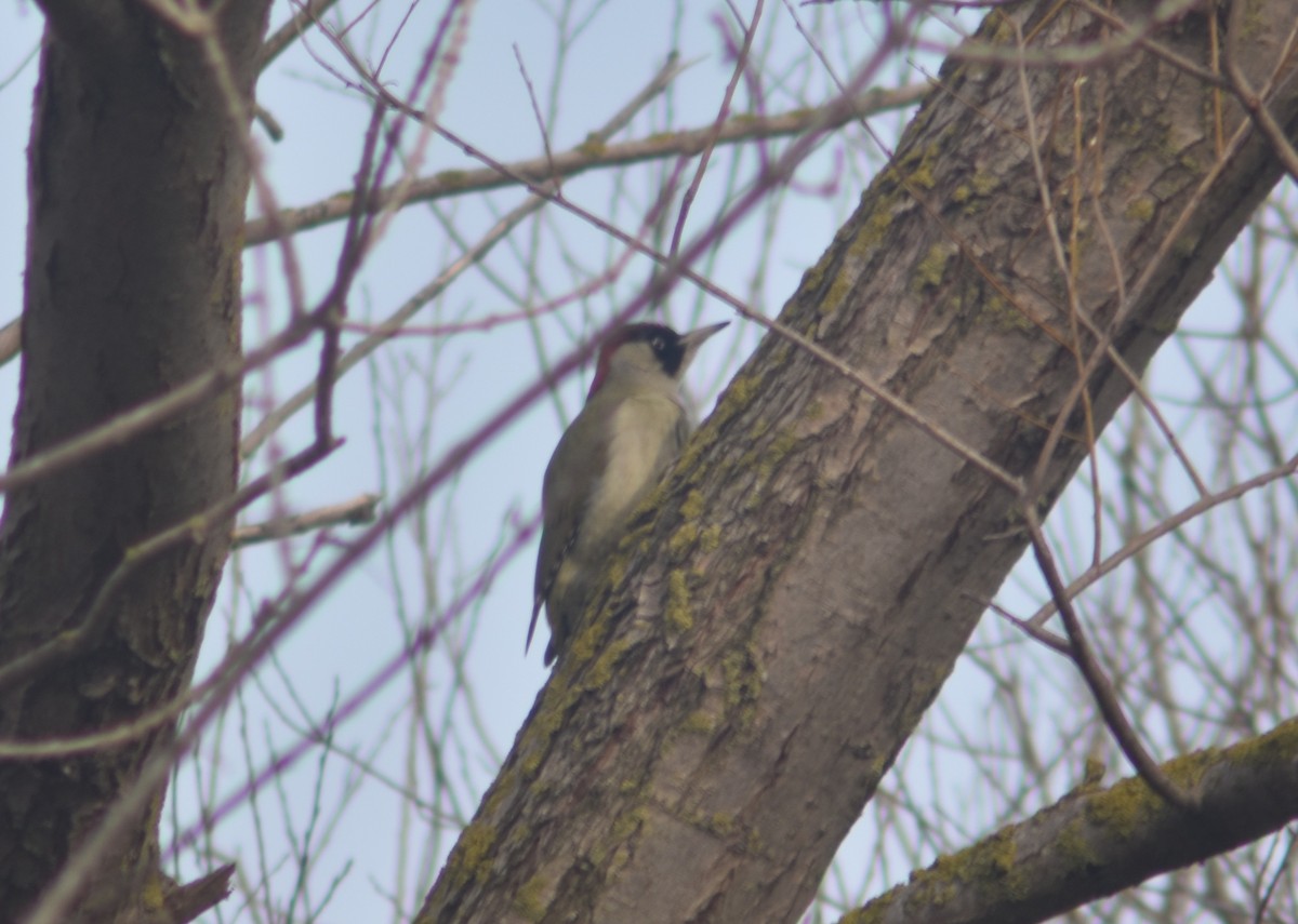 Eurasian Green Woodpecker - ML316610731