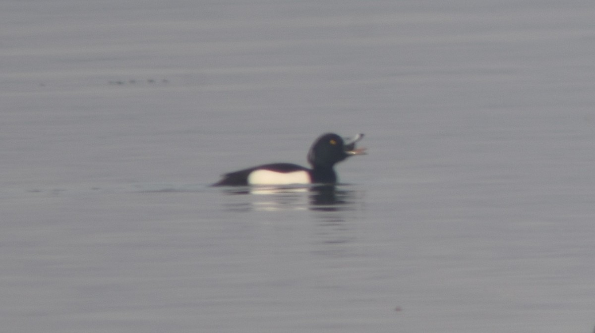 Tufted Duck - ML316611181