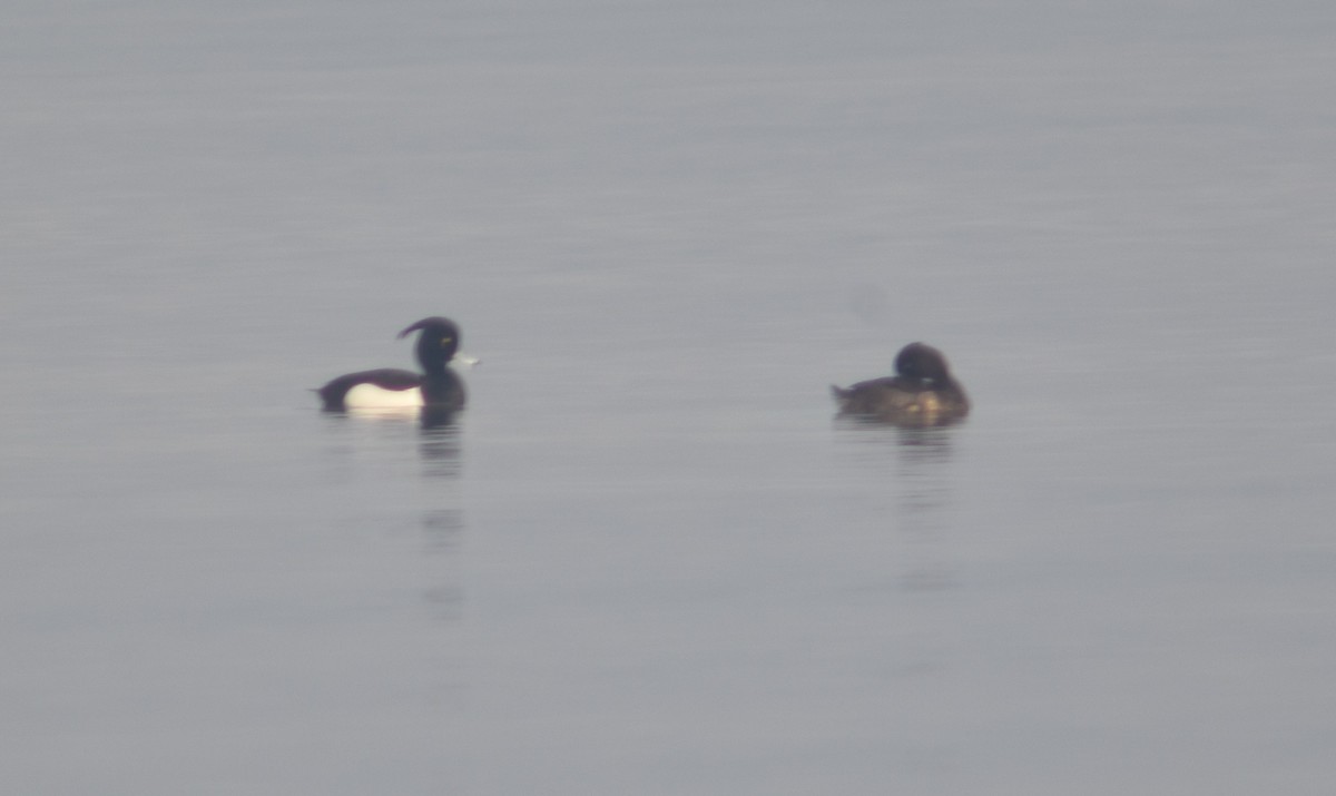 Tufted Duck - ML316611281