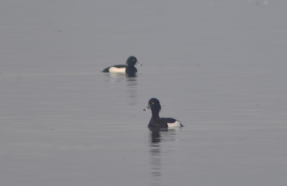 Tufted Duck - ML316611411