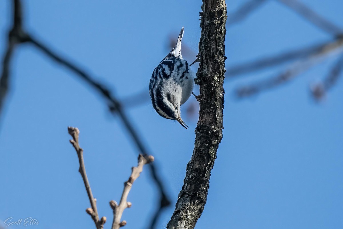 Black-and-white Warbler - ML316611471