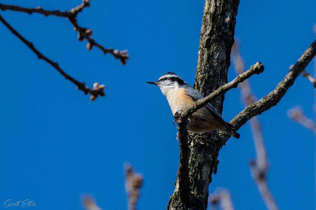 Red-breasted Nuthatch - ML316613091