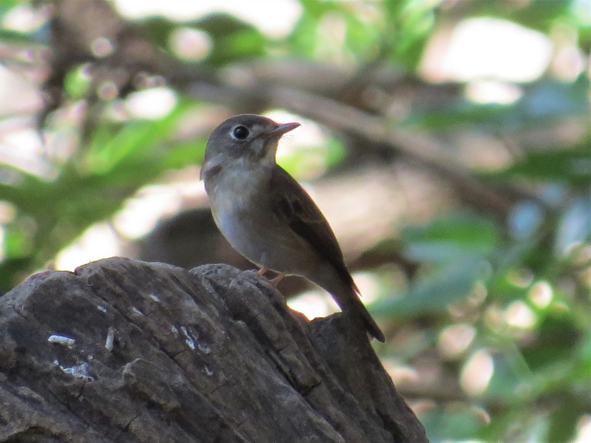 Brown-breasted Flycatcher - ML316614051