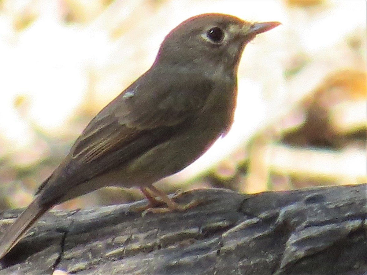 Brown-breasted Flycatcher - ML316614121
