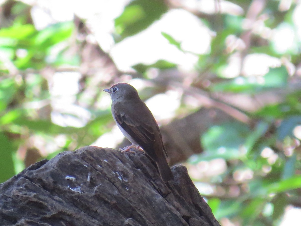 Brown-breasted Flycatcher - ML316614211