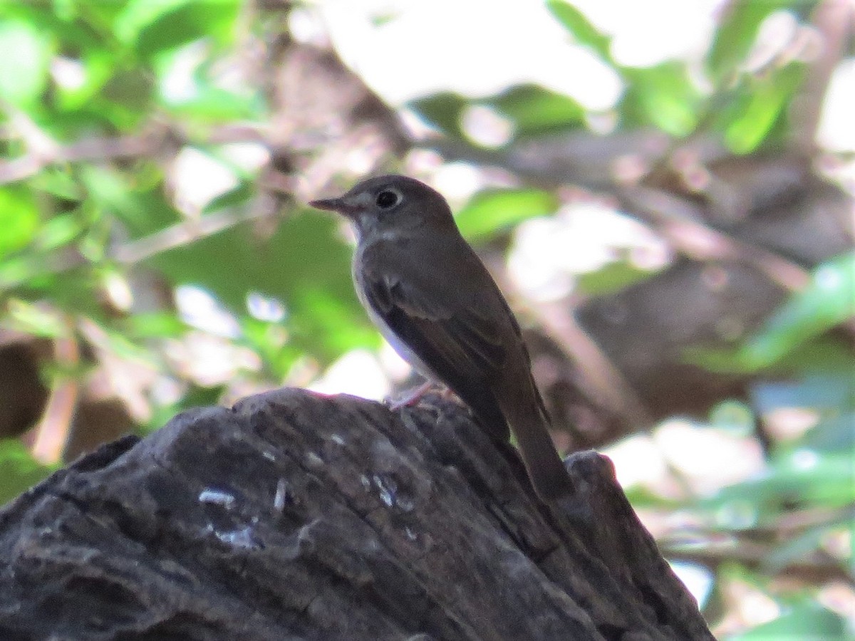 Brown-breasted Flycatcher - ML316614251