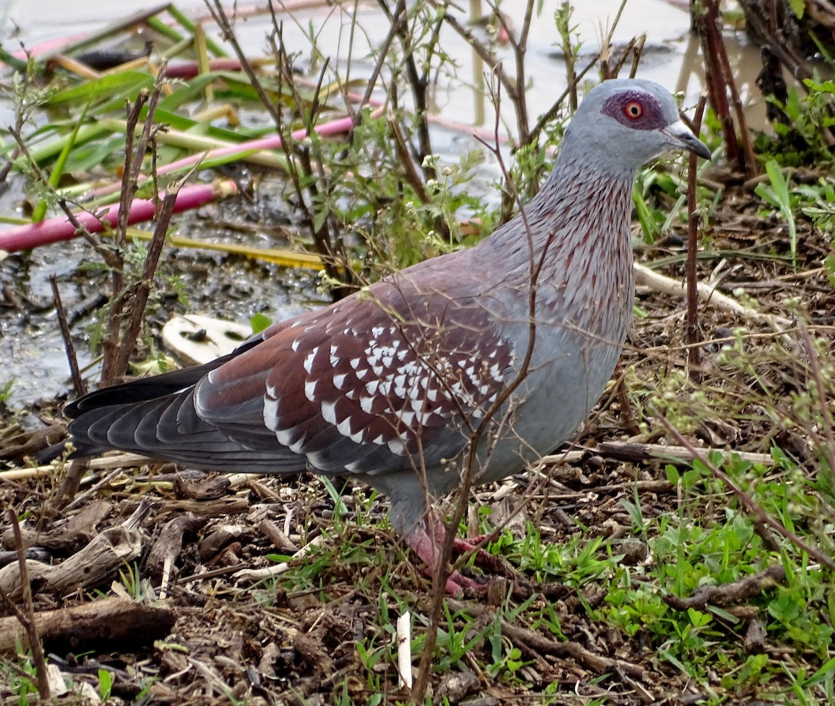 Speckled Pigeon - ML316618291