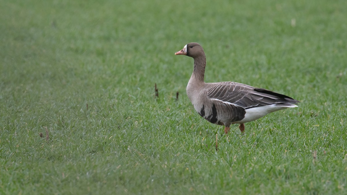 Greater White-fronted Goose (Eurasian) - ML316620871