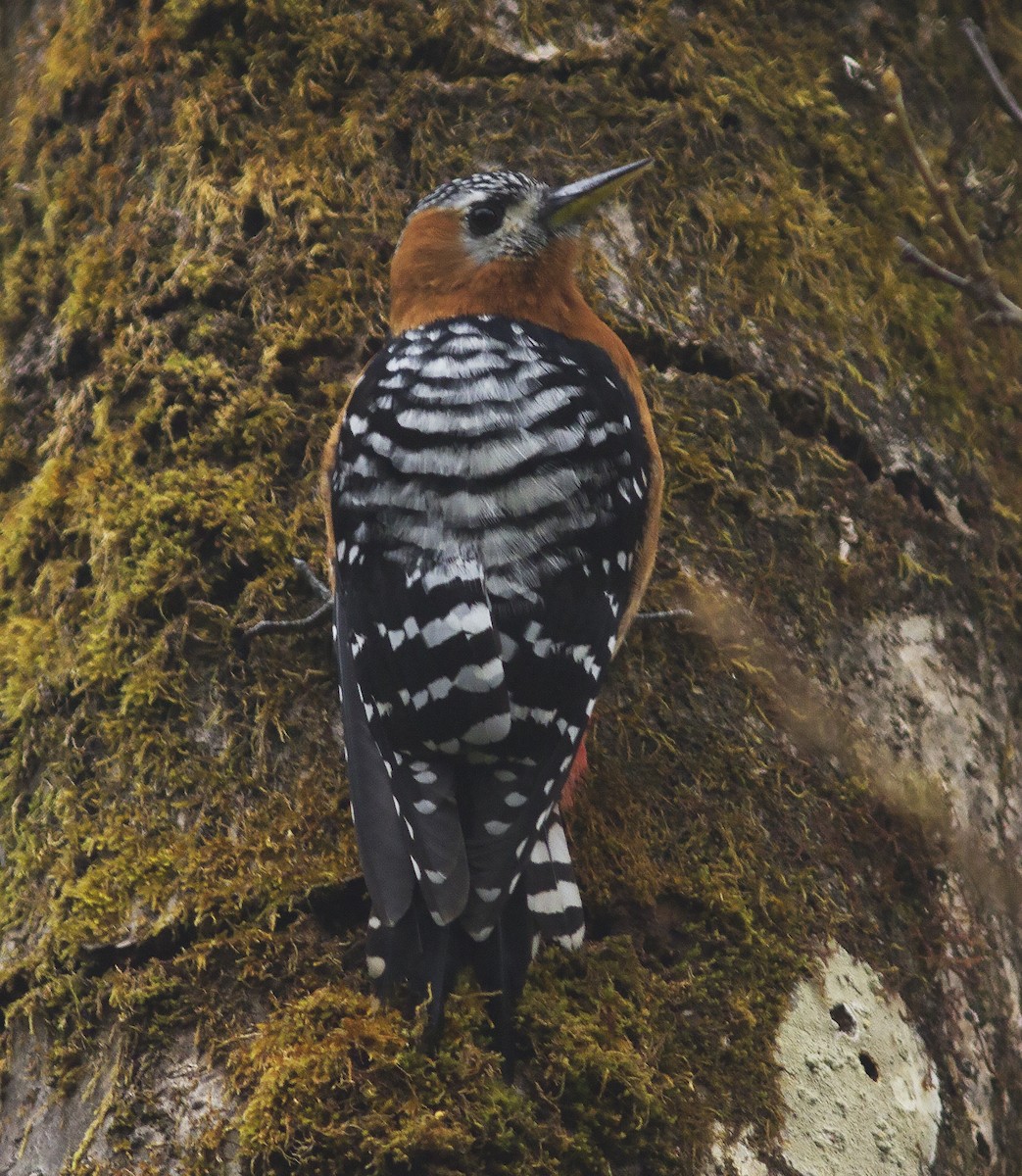 Rufous-bellied Woodpecker - ML316621861