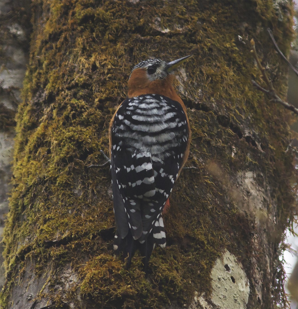 Rufous-bellied Woodpecker - ML316621871