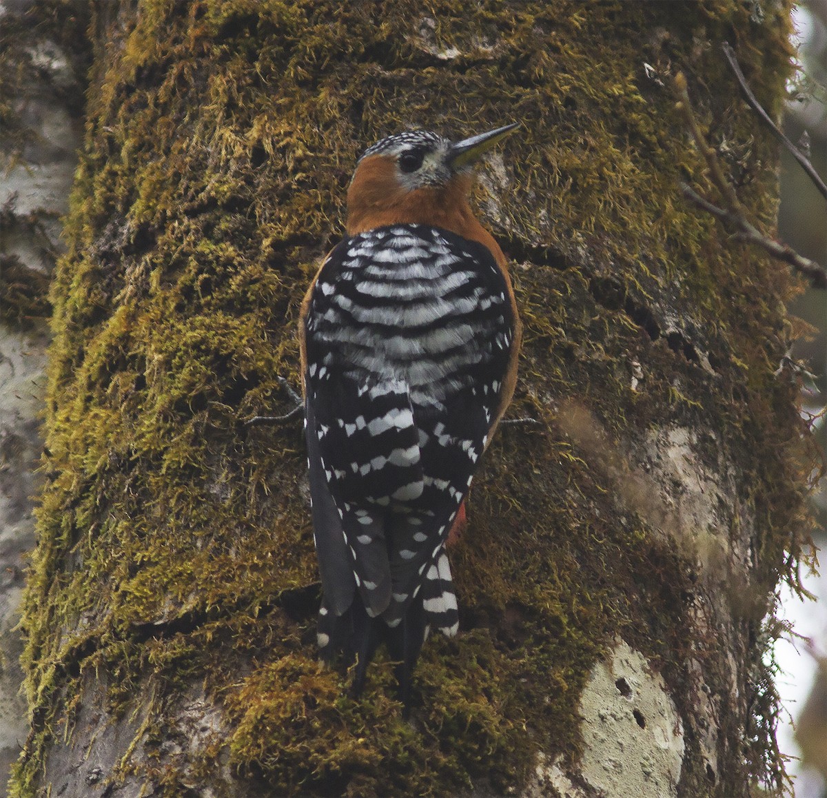 Rufous-bellied Woodpecker - ML316621881