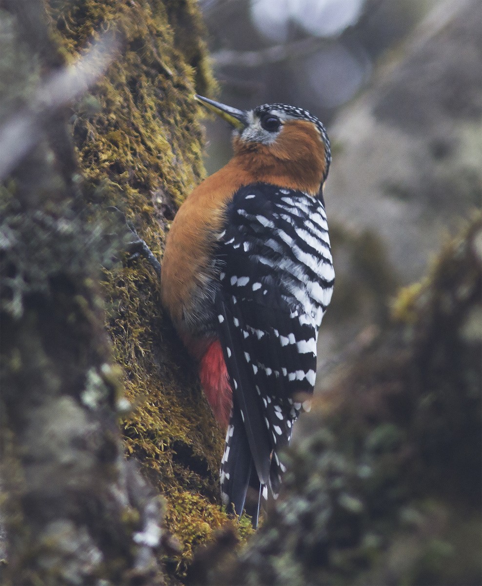 Rufous-bellied Woodpecker - ML316621901