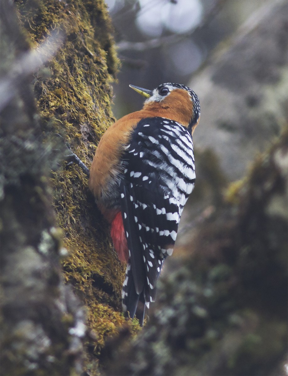 Rufous-bellied Woodpecker - ML316621911