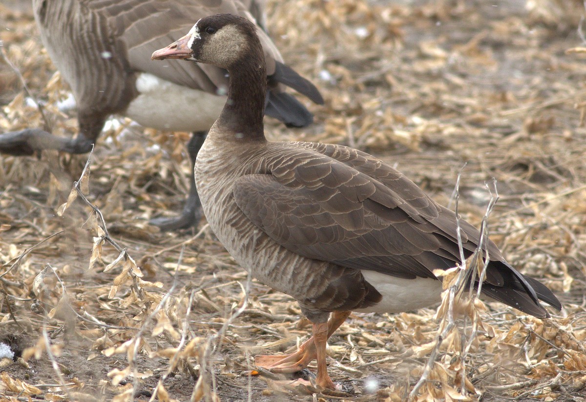 Greater White-fronted x Canada Goose (hybrid) - Matthew Brown