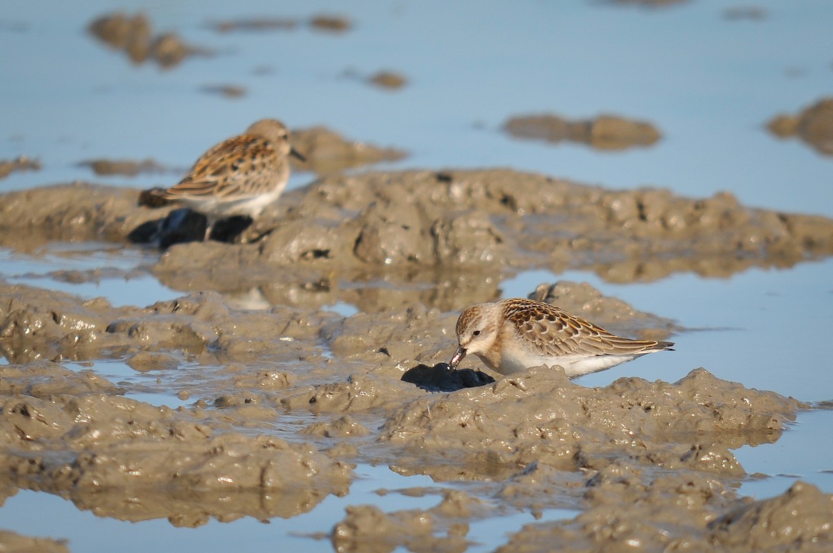 Little Stint - Augusto Faustino