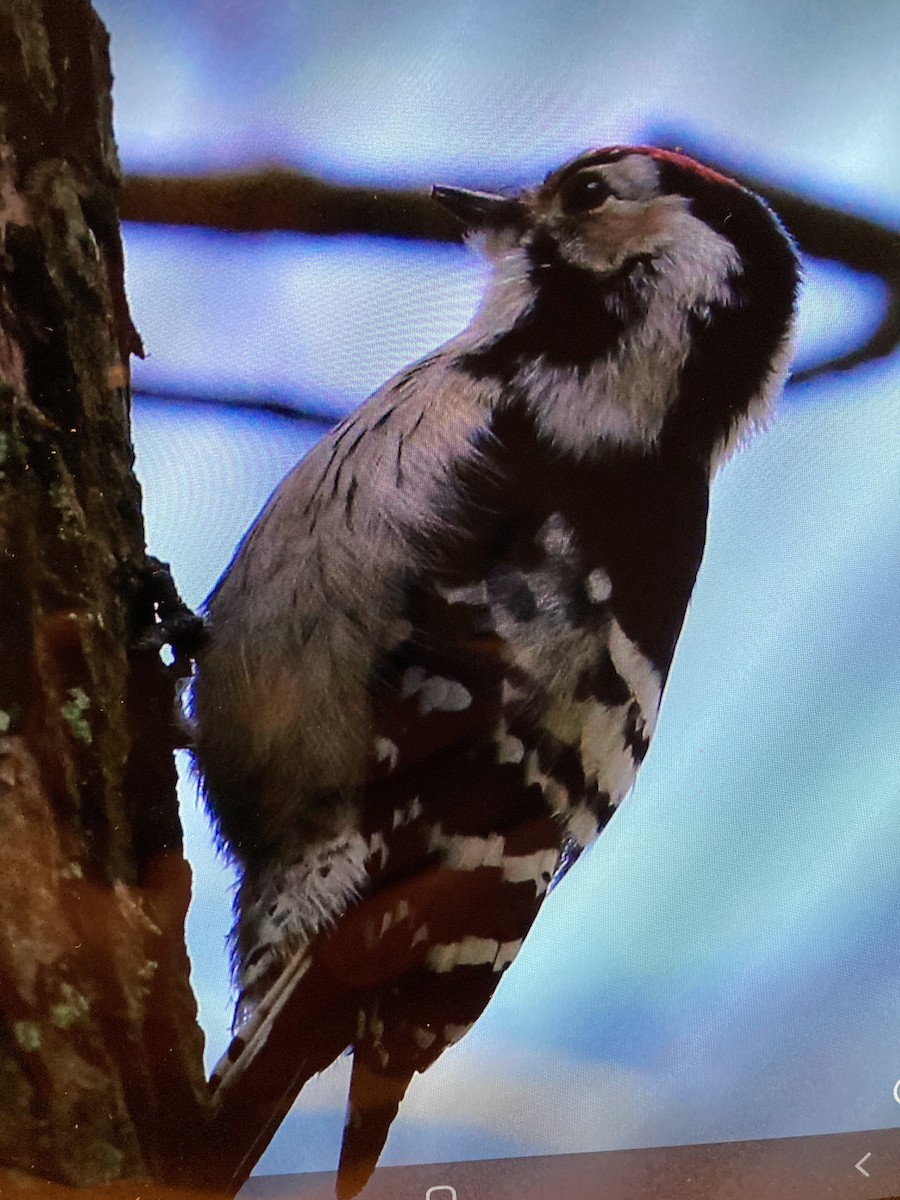 Lesser Spotted Woodpecker - ML316631091