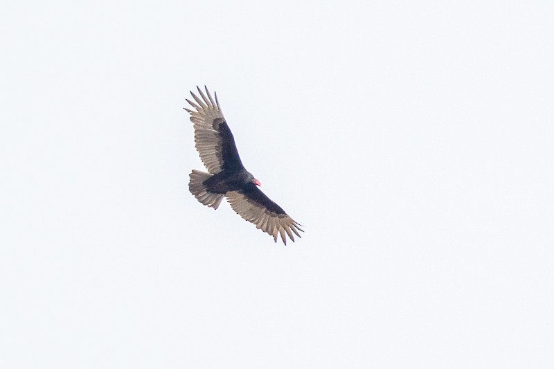 Turkey Vulture - ML316633971