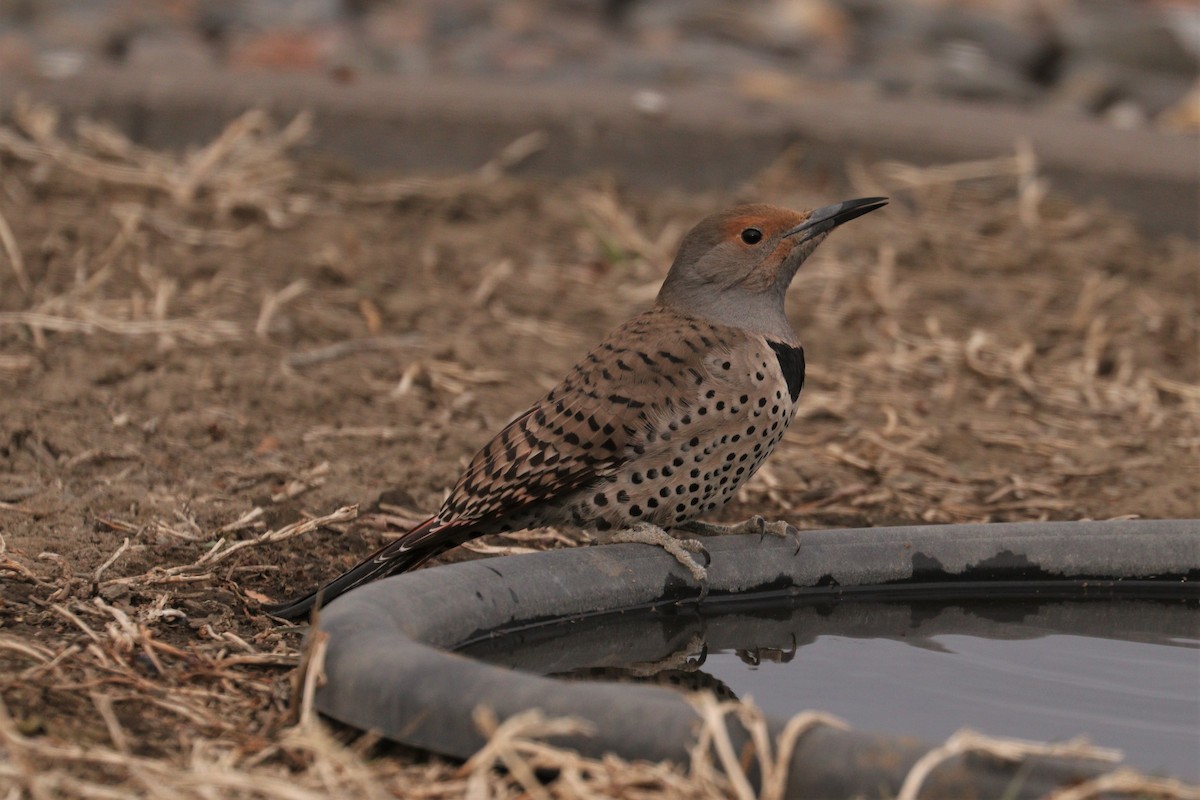 Northern Flicker (Red-shafted) - ML316634781