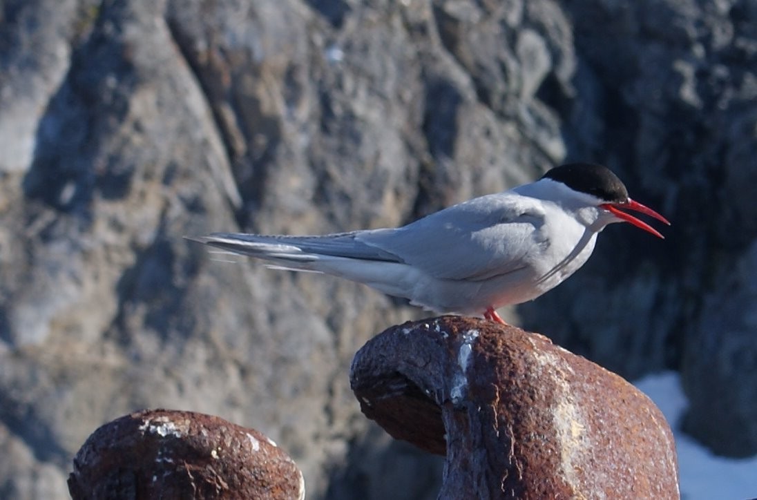 Antarctic Tern - Geoff Carpentier