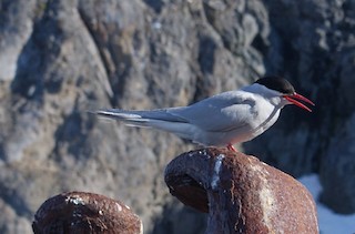 Antarctic Tern, ML316635021
