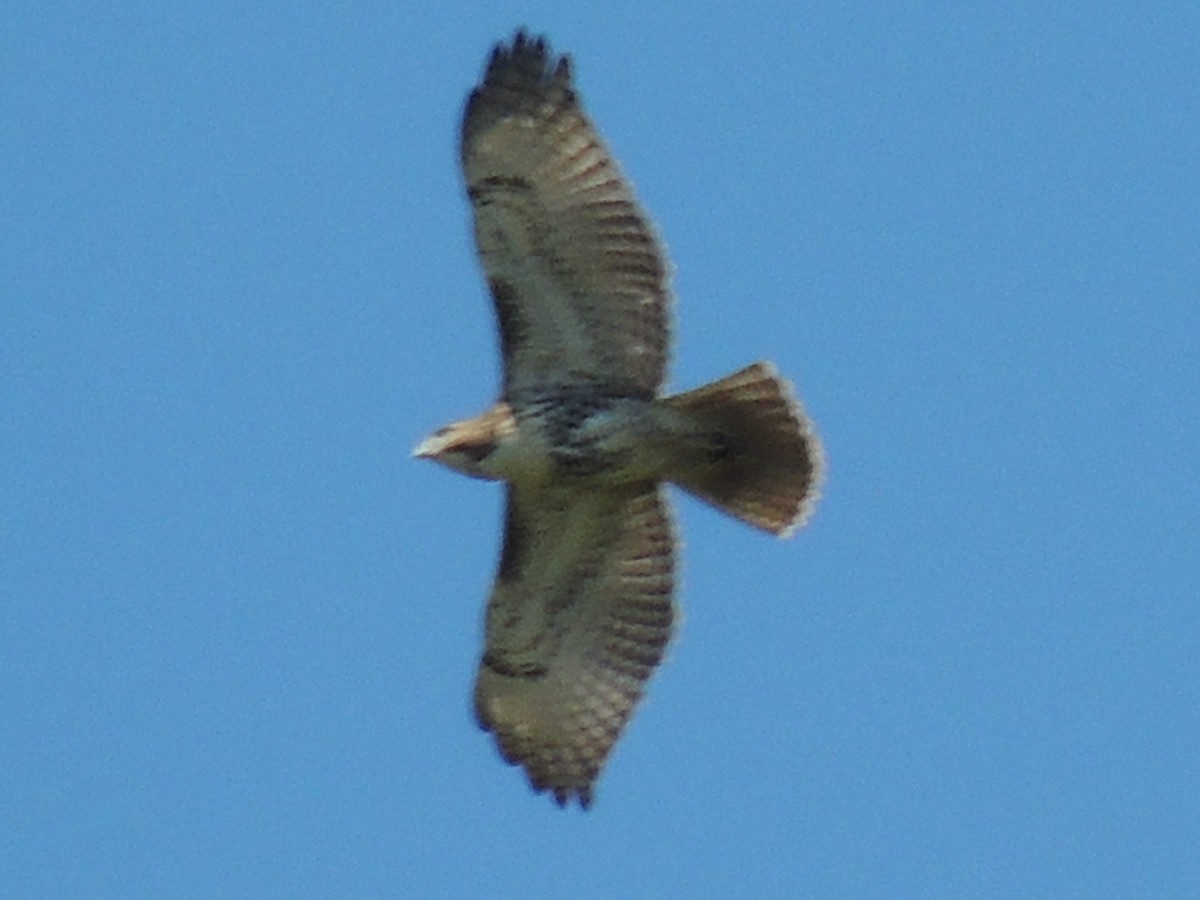 Red-tailed Hawk - ML31663611