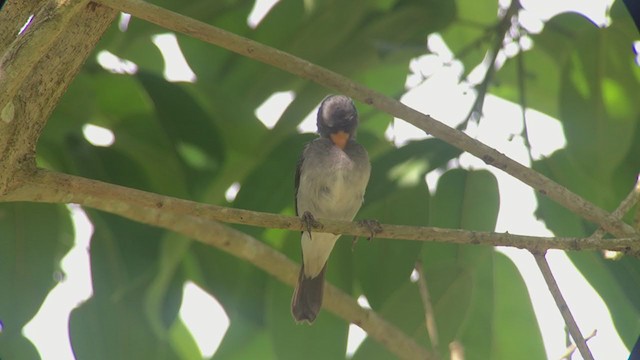 Gray Seedeater - ML316638141