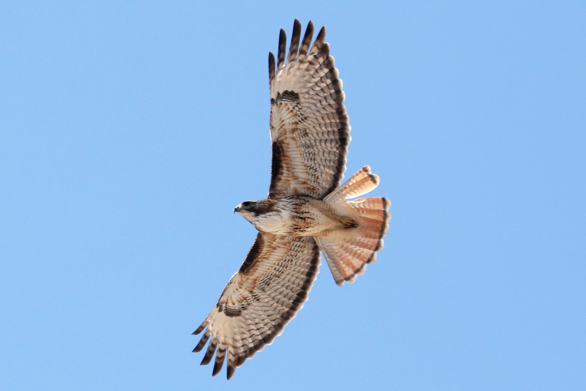 Red-tailed Hawk - ML316649811